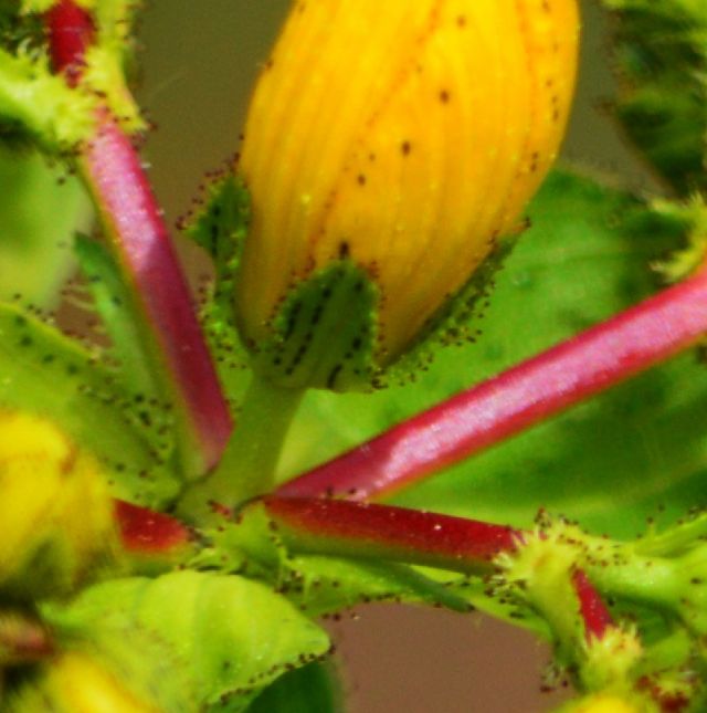 Hypericum perfoliatum